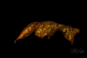Leaf Creature No. 20 LE10575 Leaf Creature No. 20 LE10575