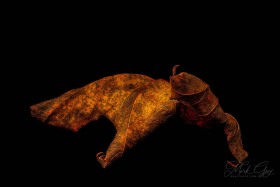 Leaf Creature No. 21 LE10576 Leaf Creature No. 21 LE10576