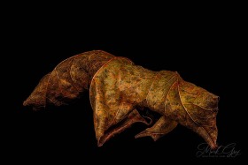 Leaf Creature No. 22 LE10577 Leaf Creature No. 22 LE10577