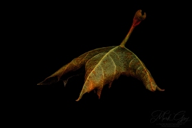 Leaf Creature No. 24 LE10693 Leaf Creature No. 24 LE10693