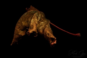 Leaf Creature No. 25 LE10694 Leaf Creature No. 25 LE10694