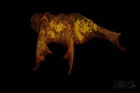 Leaf Creature No. 3 LE10556 Leaf Creature No. 3 LE10556