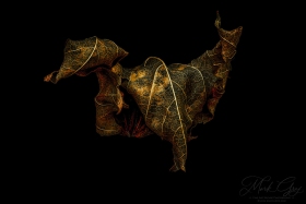 Leaf Creature No. 30 LE10705 Leaf Creature No. 30 LE10705