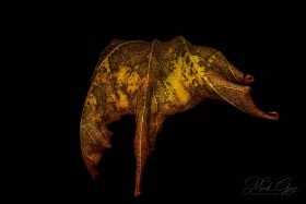 Leaf Creature No. 4 LE10557 Leaf Creature No. 4 LE10557