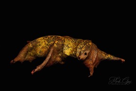 Leaf Creature No. 6 LE10559 Leaf Creature No. 6 LE10559