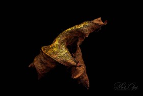 Leaf Creature No. 7 LE10560 Leaf Creature No. 7 LE10560