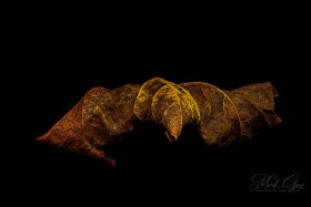 Leaf Creature No. 8 LE10561 Leaf Creature No. 8 LE10561