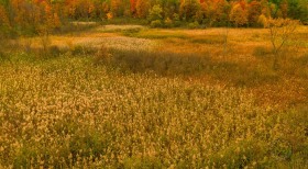 Sterling Heights Nature Preserve in Autumn AV10193