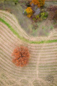 Autumn Oak Lines AV10204 Autumn Oak Lines AV10204