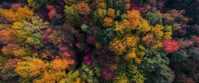 Sterling Heights Nature Preserve Canopy in Color AV10908
