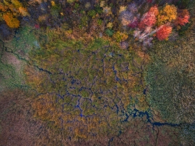 Plum Brook Wetland Bifurcation AV10912 Plum Brook Wetland Bifurcation AV10912