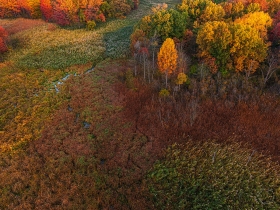 Plum Brook Wetland in Autumn AV10994