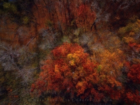 Autumn Texture Aerial AV10813 Autumn Texture Aerial AV10813