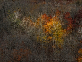 Late Autumn Woodland AV10814 Late Autumn Woodland AV10814