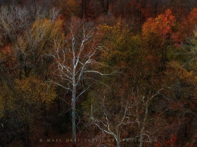 Autumn Sycamore FC10812