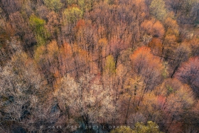 Spring Canopy AV10797 Spring Canopy AV10797