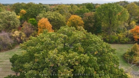 Sterling Oak and Riverland Park trees TR10991