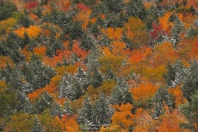 Snow-covered spruce and Autumn forest FC10631
