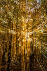 Autumn Rays FC10037 Autumn Rays FC10037