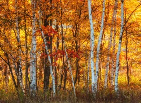 Michigan Radiant Autumn Color and Paper Birch Trees FC10101 Michigan Radiant Autumn Color and Paper Birch Trees FC10101