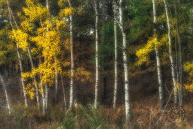 Autumn Aspens in Shiawassee Basin Preserve FC10195