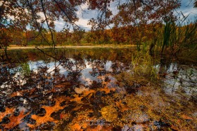 Under the Red Oak FC10363