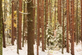 Snow-covered Pines in Autumn FC10437