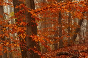Autumn Woodland FC10454