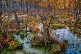 Autumn wetland in West Bloomfield Nature Preserve FC10499