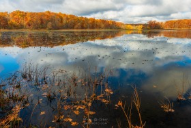 Oak Leaves in Haven Hill Lake Late Autumn FC10508