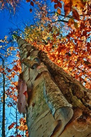 Upward Birch in Fall color FC9332 Upward Birch in Fall color FC9332