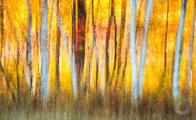 Fall Forest Fire FC9668 Fall Forest Fire FC9668