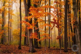 Foggy Fall Woodland FC9669 Foggy Fall Woodland FC9669