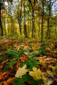 Timberland Swamp Fall Colors FC9783 Timberland Swamp Fall Colors FC9783