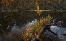 Fall Beech on Pond Log FC9858 Fall Beech on Pond Log FC9858