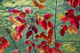 Fall Red Over the Clinton River FC9915 Fall Red Over the Clinton River FC9915