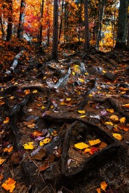 Sugarloaf Fall Forest FC9961 Sugarloaf Fall Forest FC9961