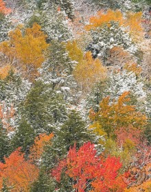 Fall Colors with Snow landscape FC9981 Fall Colors with Snow landscape FC9981