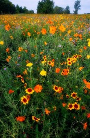 Pollintor Field FL10166