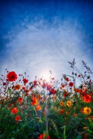 Sunshine and Tickseed FL10167