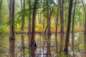 Clinton River Park wetlands FO10177