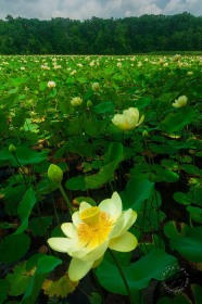 American Lotus Flower Blooms FL10502