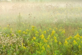 Foggy Goldenrod FL8613
