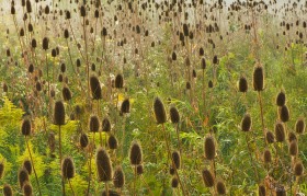 Teasel field FL8614 Teasel field FL8614