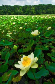 American Lotus bloom FL8873 American Lotus bloom FL8873