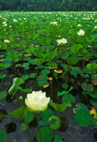 American Lotus patch FL8874 American Lotus patch FL8874