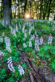 Wild Lupine and Morning Sunburst FL9735