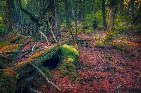 Northwoods Boreal Forest FO10334