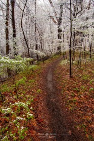Spring walk in snowy woods FO7865