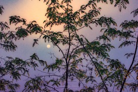 Fog Sunrise through Trees LA10304